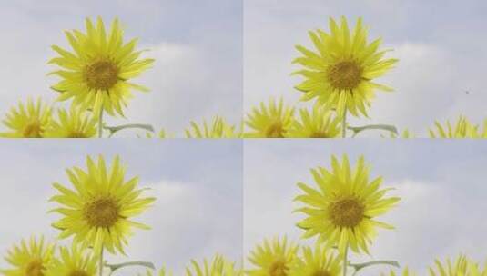 向日葵向阳花高清在线视频素材下载