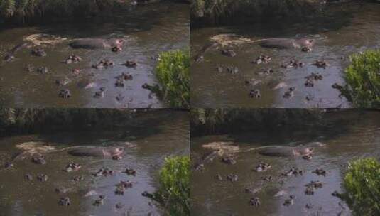 河马躺在水里高清在线视频素材下载