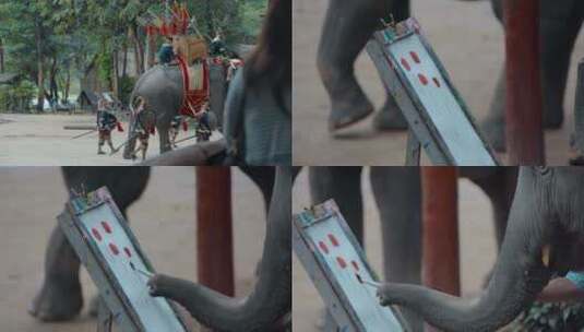 泰国大象园大象古装表演大象画画高清在线视频素材下载