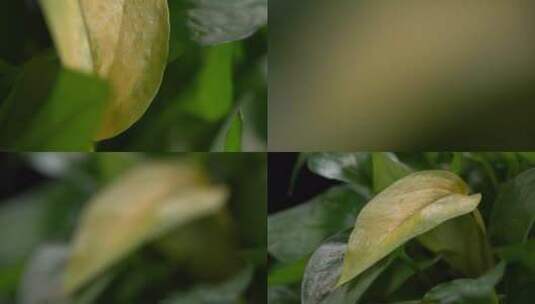 【镜头合集】绿植绿萝黄叶枯黄叶子高清在线视频素材下载