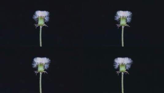 蒲公英种子绒球形成头状花序的延时高清在线视频素材下载