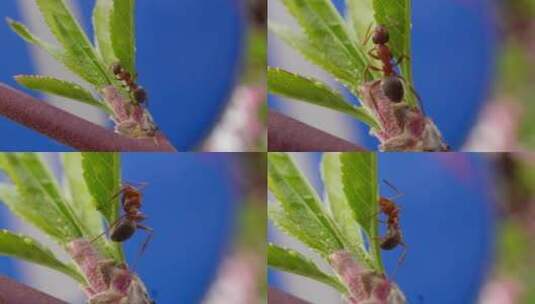 微距桃花上的红蚂蚁昆虫高清在线视频素材下载