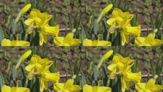 鲜花花朵黄色洋水仙进口花卉高清在线视频素材下载