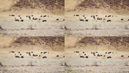 西藏牦牛群高清在线视频素材下载