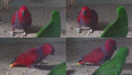 两只鹦鹉嬉戏鸟类漂亮羽毛高清在线视频素材下载