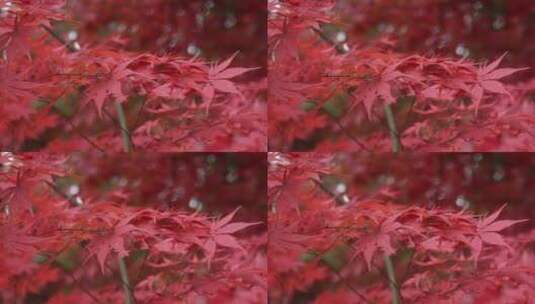 秋天枫叶黄叶红叶阳光高清在线视频素材下载