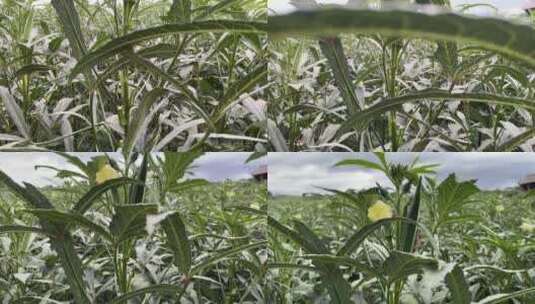 种植秋葵4K实拍视频高清在线视频素材下载