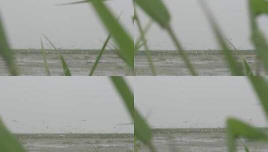 湖区拆围大批水鸟栖息透过芦苇叶子拍摄高清在线视频素材下载