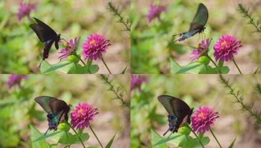 一只黑色蝴蝶在花朵上飞舞慢动作升格高清在线视频素材下载