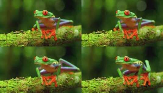 红眼树蛙红眼睛青蛙特色宠物动物高清在线视频素材下载
