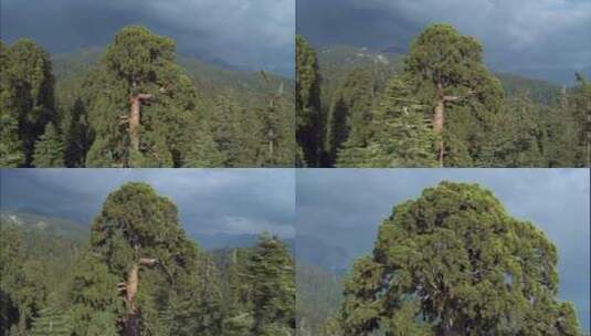 高大树木高清在线视频素材下载