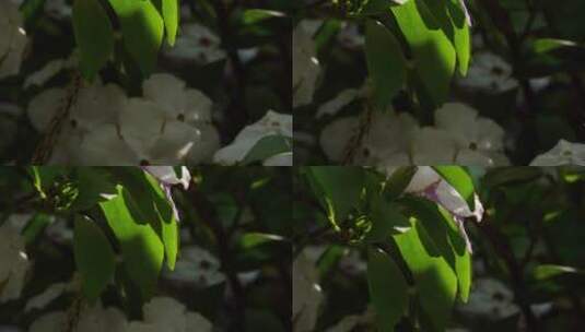 鸳鸯茉莉植物特写实拍阳光下唯美花瓣素材高清在线视频素材下载