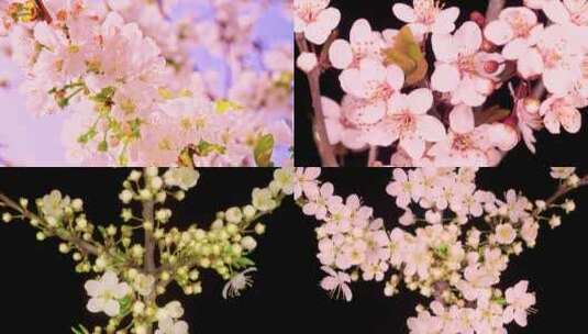 粉色樱花梨花延时开放春天唯美特写花朵高清在线视频素材下载