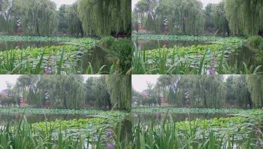 北京圆明园遗址公园内的荷花池高清在线视频素材下载
