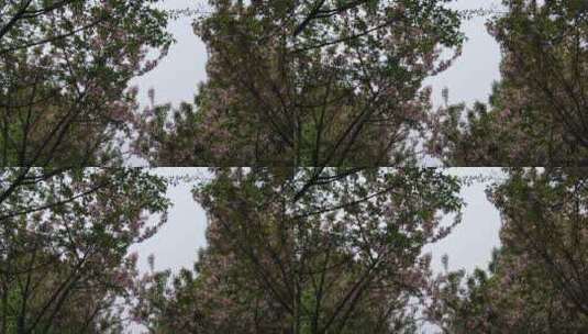 实拍樱花林樱花盛开高清在线视频素材下载