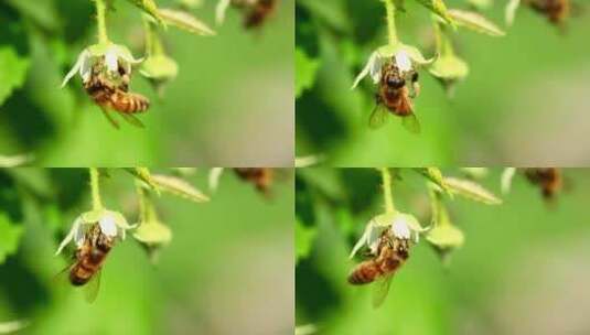 蜜蜂在花上的特写镜头高清在线视频素材下载