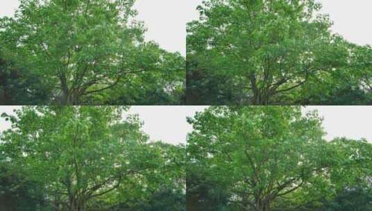 菩提树的树荫高清在线视频素材下载