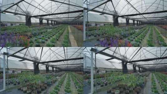 温室大棚育苗育种高清在线视频素材下载
