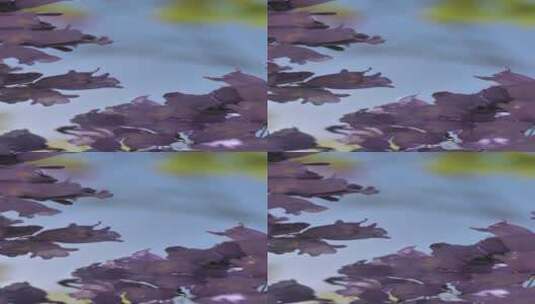 紫花4K视频高清在线视频素材下载