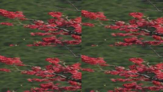 红色的花树和绿色的背景高清在线视频素材下载