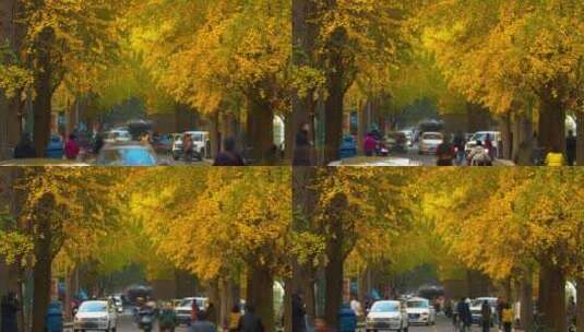 秋天金黄的银杏树下成都街道延时视频高清在线视频素材下载