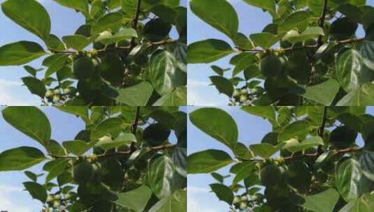 柿子树特写镜头高清在线视频素材下载