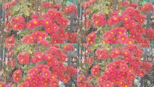 红菊菊花绿植高清在线视频素材下载