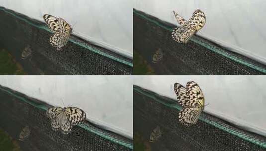 停靠的美丽蝴蝶高清在线视频素材下载