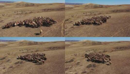 新疆阿勒泰草原农场绵羊群畜牧业景观高清在线视频素材下载