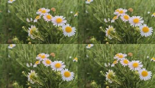 白色小清新花朵高清在线视频素材下载