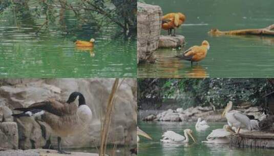 4K高清北京动物园野生动物飞禽走兽高清在线视频素材下载