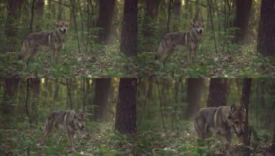 站在森林中的狼高清在线视频素材下载