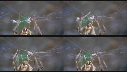 一只蜘蛛爬上蜘蛛的网向捕获的昆虫走去高清在线视频素材下载