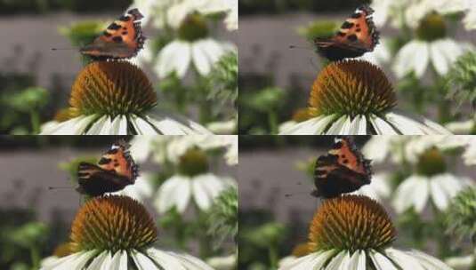 蝴蝶停在花朵上高清在线视频素材下载