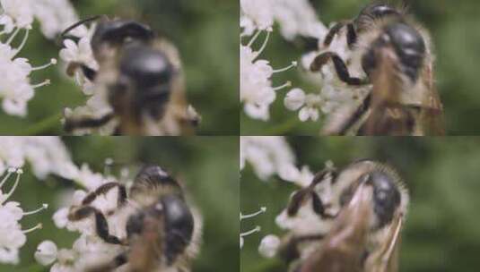 蜜蜂收集花蜜的特写高清在线视频素材下载