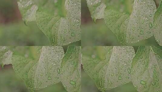 下雨后的绿色树叶与雨滴露水特写高清在线视频素材下载