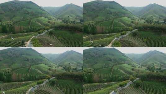 安吉白茶 茶山全景航拍高清在线视频素材下载