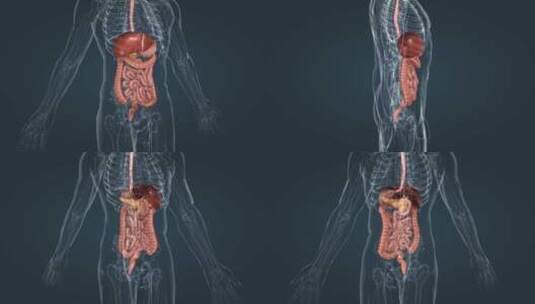 医学人体器官消化系统食管肝胃胰腺胆囊肠道高清在线视频素材下载