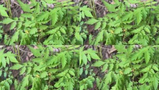 蕨类植物叶子高清在线视频素材下载