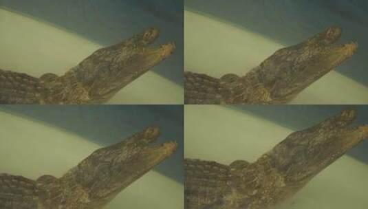 鳄鱼扬子鳄两栖动物标本高清在线视频素材下载