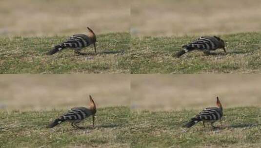 草地上觅食的戴胜鸟高清在线视频素材下载