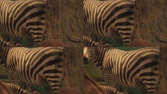 非洲斑马标本野生动物保护动物高清在线视频素材下载