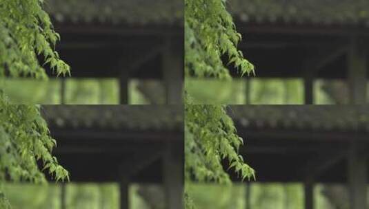 云栖竹径 杭州西湖 水墨画高清在线视频素材下载