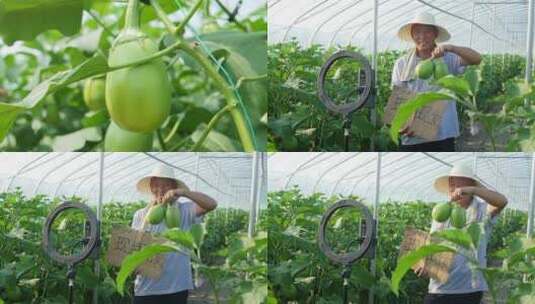 茄子大棚种植高清在线视频素材下载