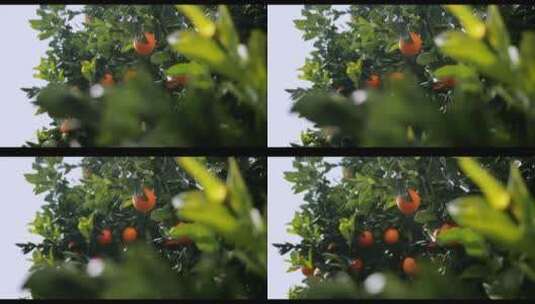 橙子挂在枝头高清在线视频素材下载