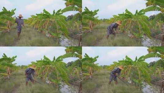 亚洲农民正在香蕉种植园锄草高清在线视频素材下载