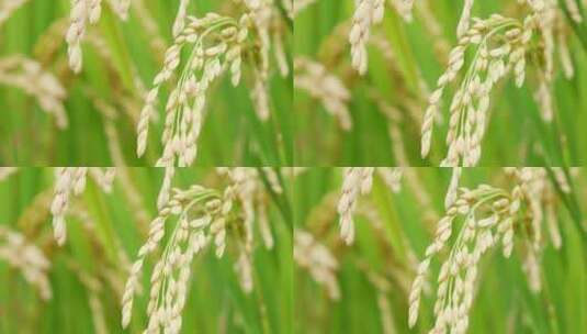 稻田稻谷稻子微距特写高清在线视频素材下载