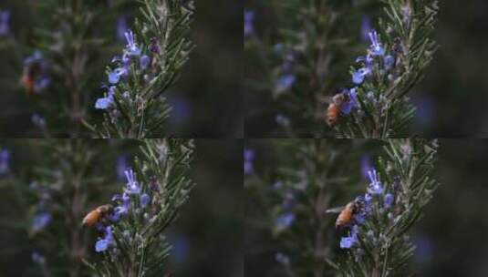 蜜蜂在迷迭香的花高清在线视频素材下载