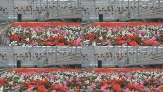 一排排秋海棠和许多其他花朵的焦点模糊了高清在线视频素材下载