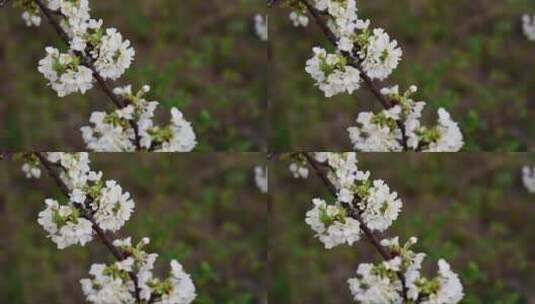 枝头盛开的樱花高清在线视频素材下载